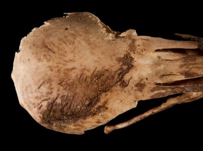 Skull Detail with Feathers