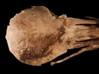 Skull Detail with Feathers