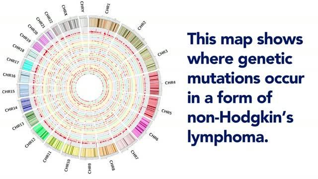ALCL Genetic Map Animation