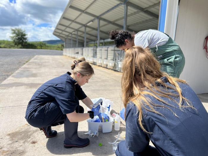 Researchers prepare sampling equipment for the collection and isolation of Salmonella Dublin