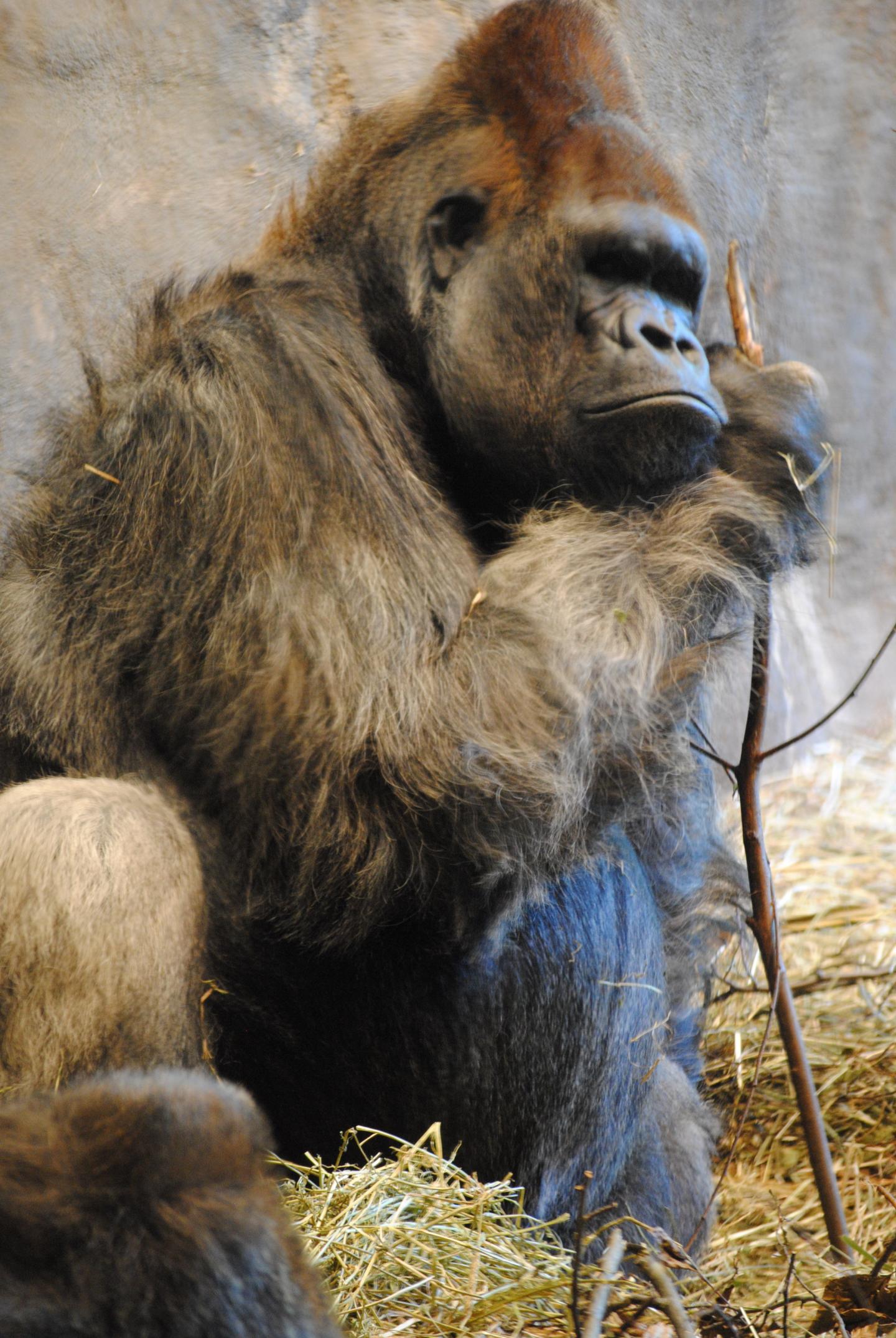 Gorilla Portrait