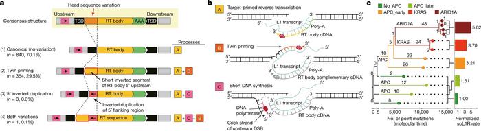 Fig. 4: Breakpoint and rate acceleration of somatic L1 retrotranspositions.