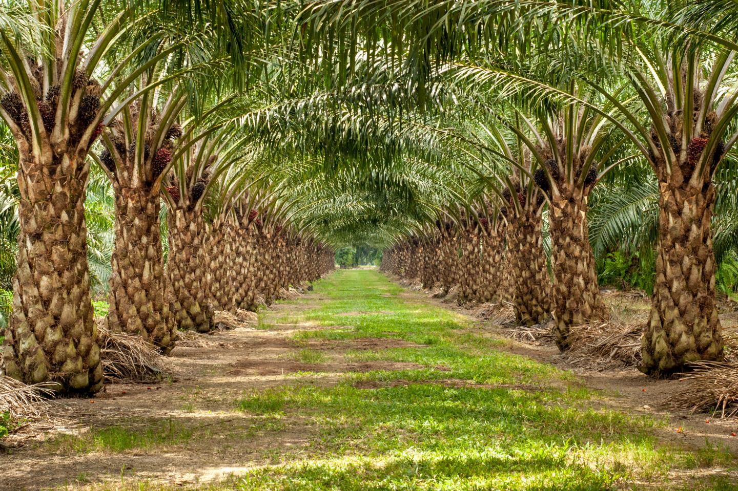 Palm Tree Avenue