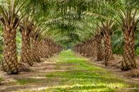 Palm Tree Avenue