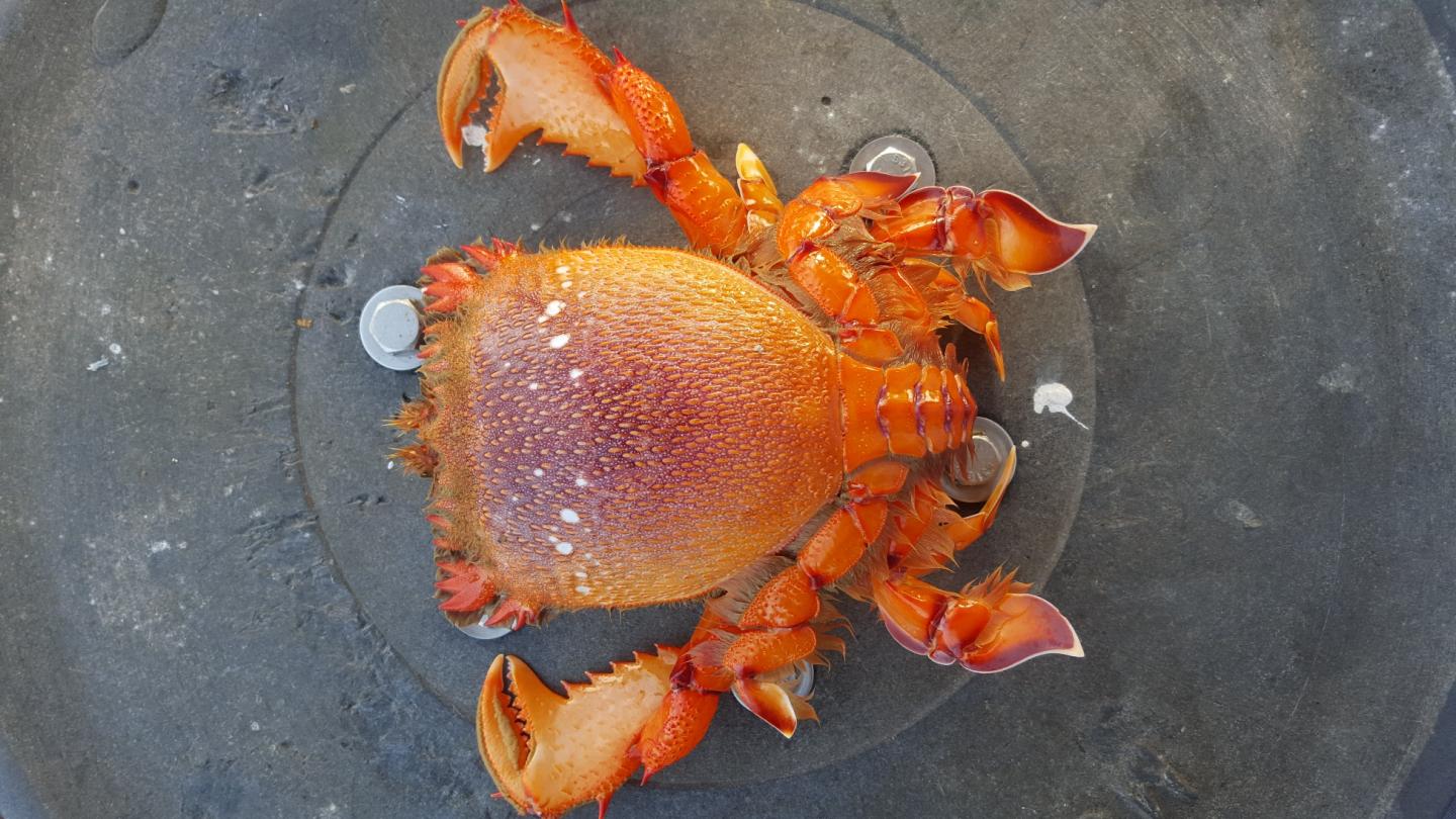 Spanner Crabs Like It Cold