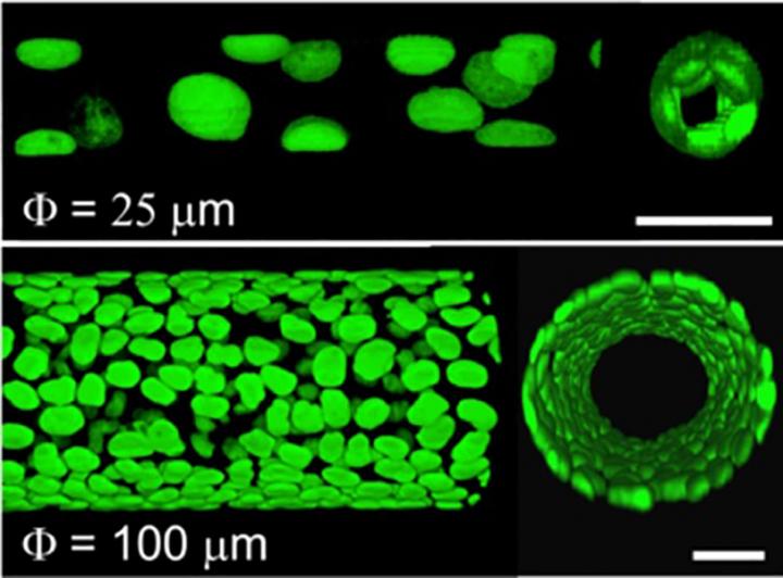 Confined Movements: How Cells Form Tubes in Confined Spaces