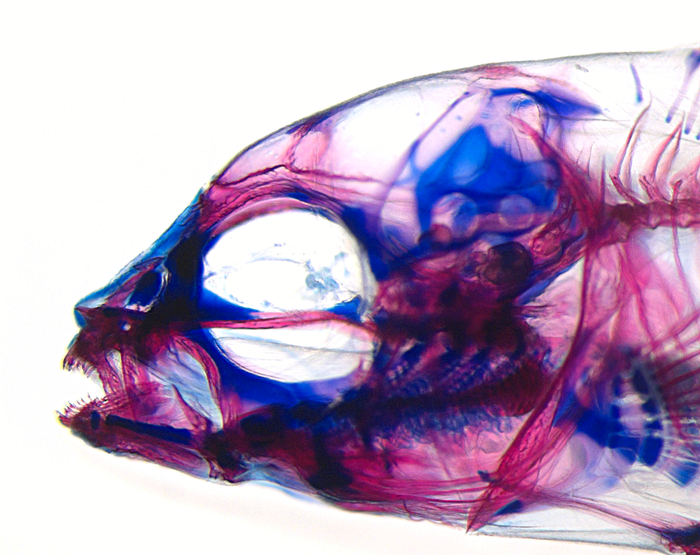 Lateral view of cichlid’s oral and pharyngeal jaws