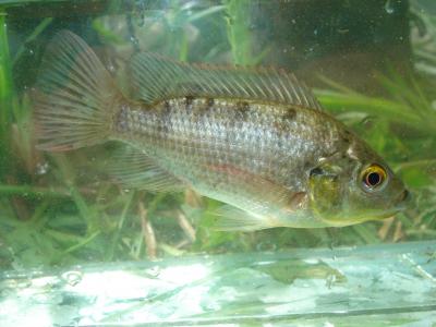 Tilapia
