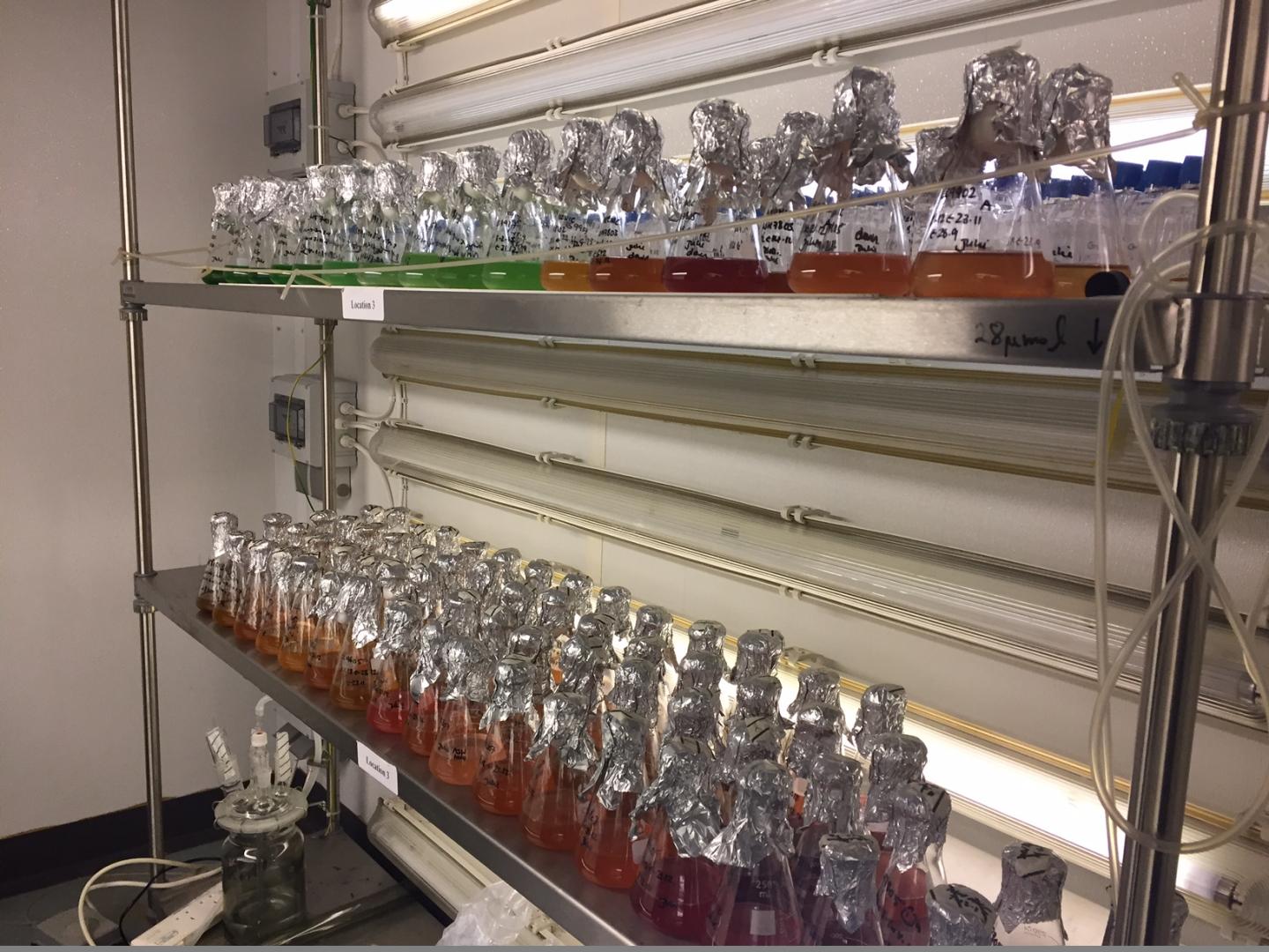 Various Pigment Types of <i>Synechococcus Cyanobacteria</i> from Across the World's Oceans