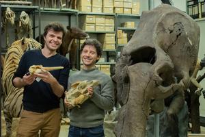 Quentin Martinez and Eli Amson holding mammalian skulls they CT-scanned for this study (a La Plata dolphin and a West Indian manatee) within the mammalian collection of the SMNS, standing next to a mammoth skull.