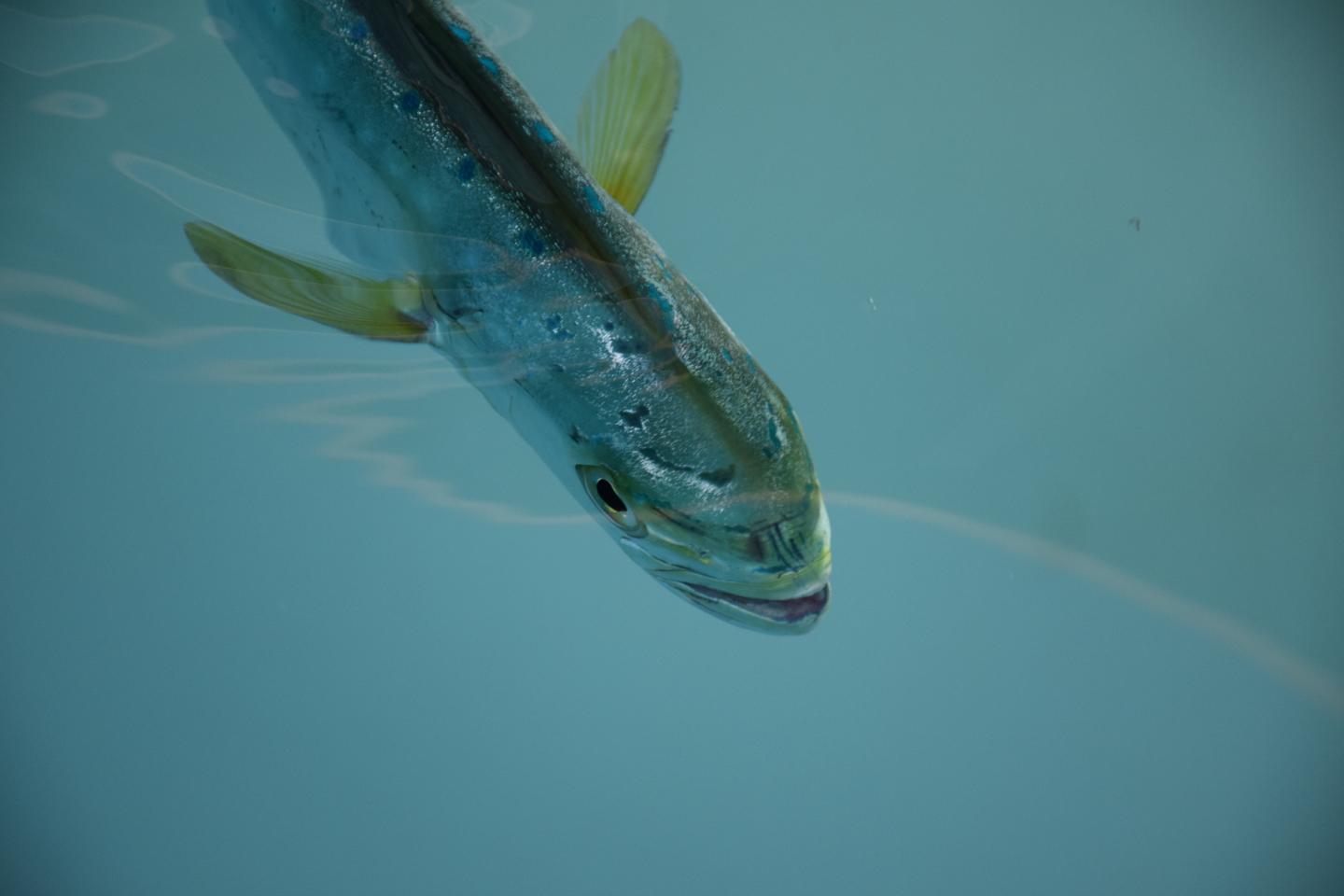 Juvenile Mahi