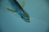 Juvenile Mahi