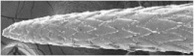 Synthetic Porcupine Quill