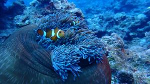 Clownfish at anemone