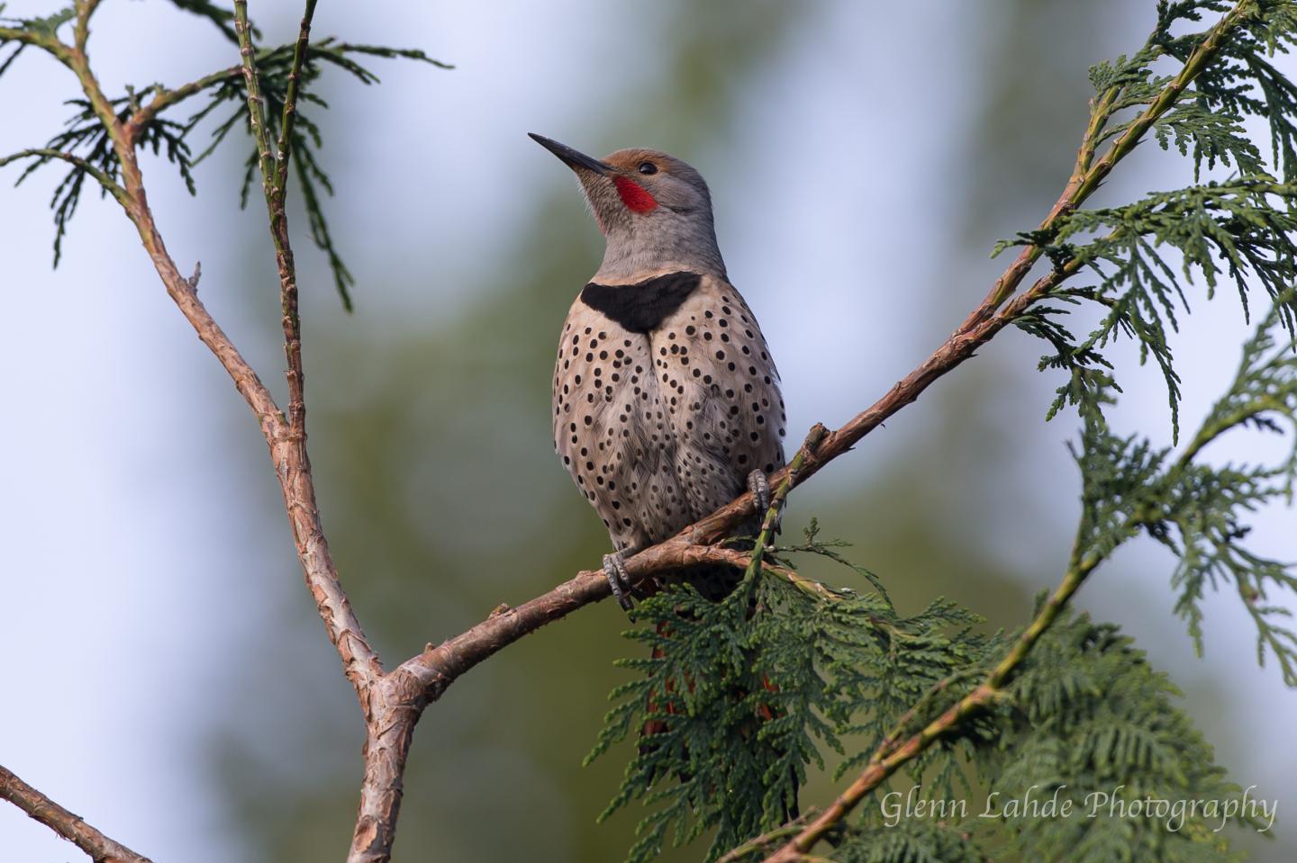 Red-Shafted Flicker