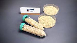 NUS breakthrough for aquaculture: Oral vaccine protects fish from fatal nervous necrosis virus 2