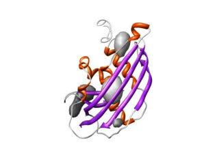 How a Bullet-Shaped Virus Assembles (4 of 5)