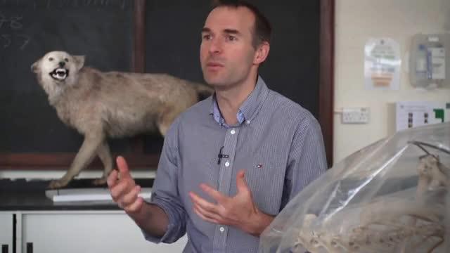 Did Ancient Wolves Befriend Humans Twice?