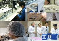 Preparation of Medaka Fish Adjusted to the Soyuz Rocket Launch Time at Baikonur Cosmodrome in Kazakh