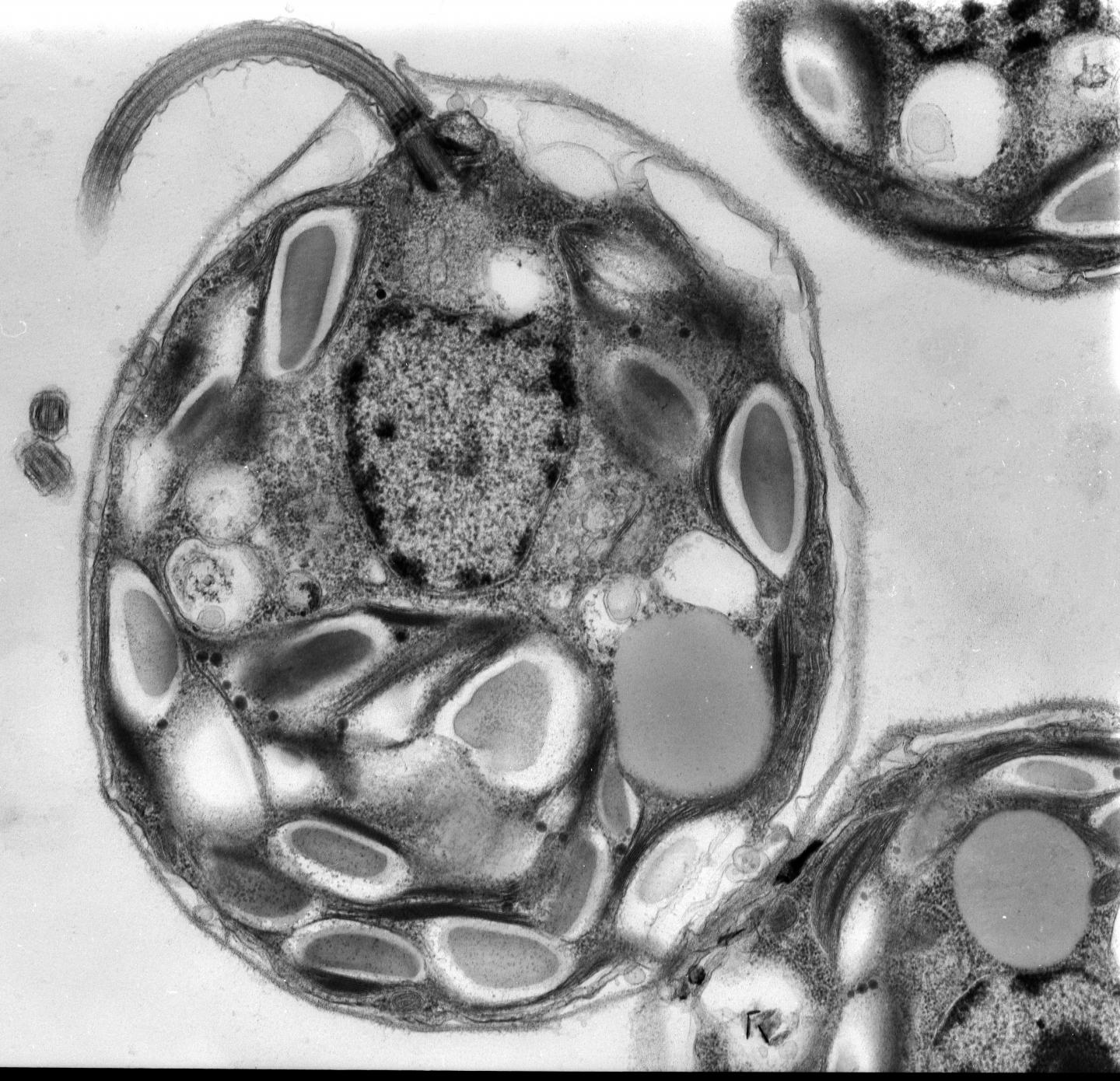<em>C. reinhardtii</em>