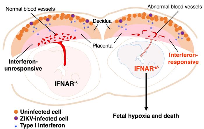 Interferon Illustration