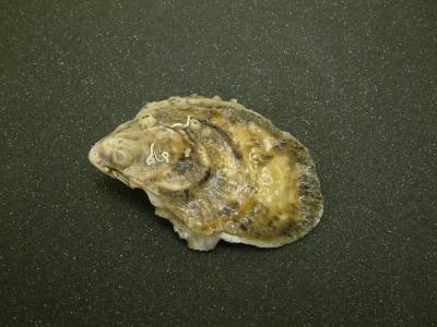 Eastern Oyster