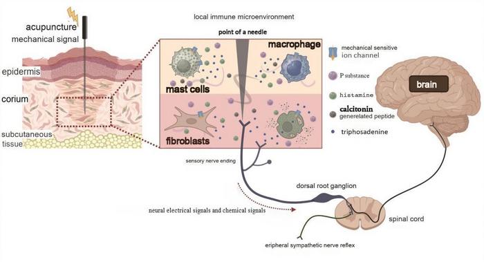 The molecular network of the transduction of mechanical signals from acupuncture into neural electrical signals and chemical signals.