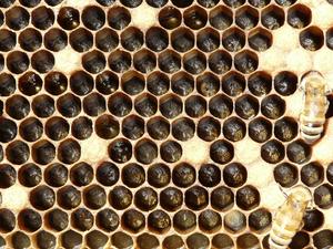 bee in hive comb cells
