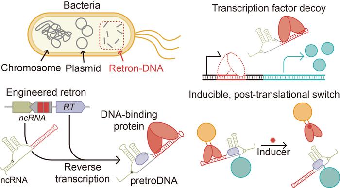 Schematic illustration of the intracellular production of protein-binding non-genetic DNA and its application in controlling protein activity