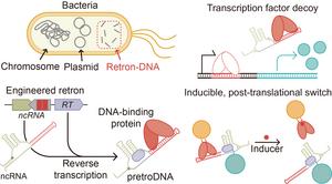 Schematic illustration of the intracellular production of protein-binding non-genetic DNA and its application in controlling protein activity
