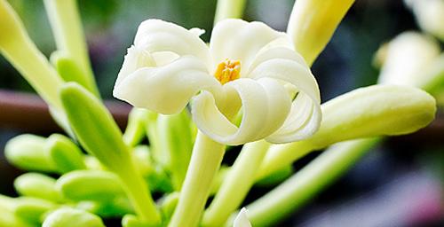 Papaya Flowers