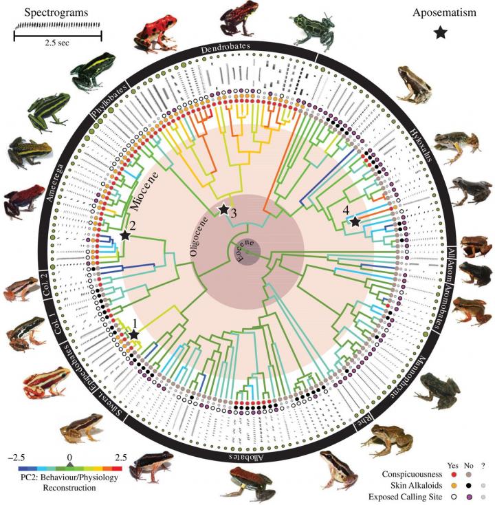 Poison Frog Chronogram