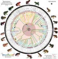 Poison Frog Chronogram