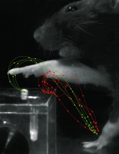 Grasping Rat