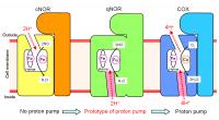 Proton Transfer Pathways