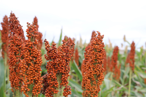 Sorghum crop