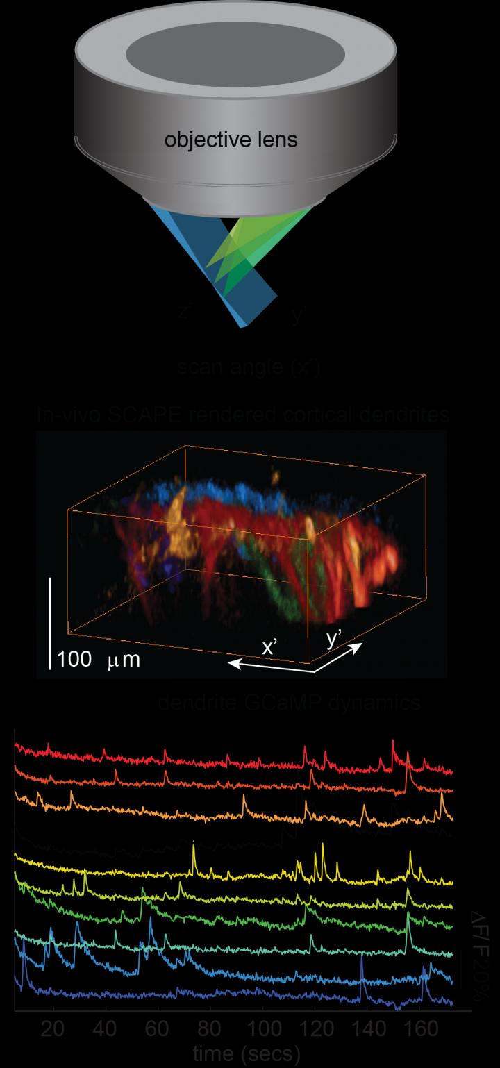 SCAPE Imaging Geometry and Neuronal Firing in Apical Dendrites in Mouse Brain