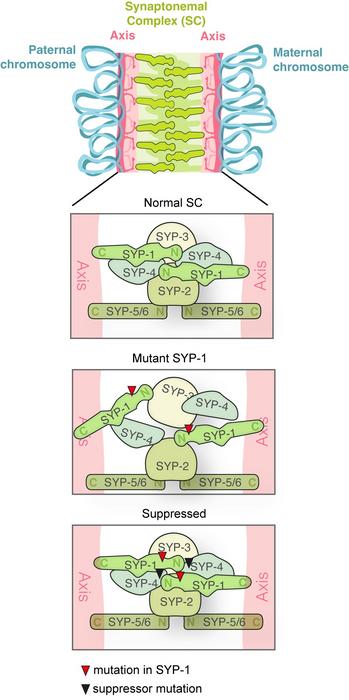 Schematic of the synaptonemal complex