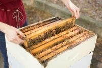 Beekeeping