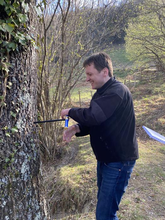 Wood sampling