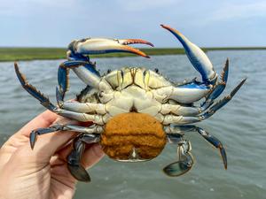 Egg-bearing blue crab