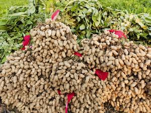 In a study published in The Crop Journal, researchers from Henan Agricultural University revealed that key genes affecting early seed development regulate early embryonic development by integrating multiple hormones and signaling pathways. This discovery