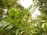 Cambodian Rattan Species <i>Calamus mellitus</i>