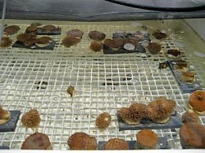 Climate Change and Corals