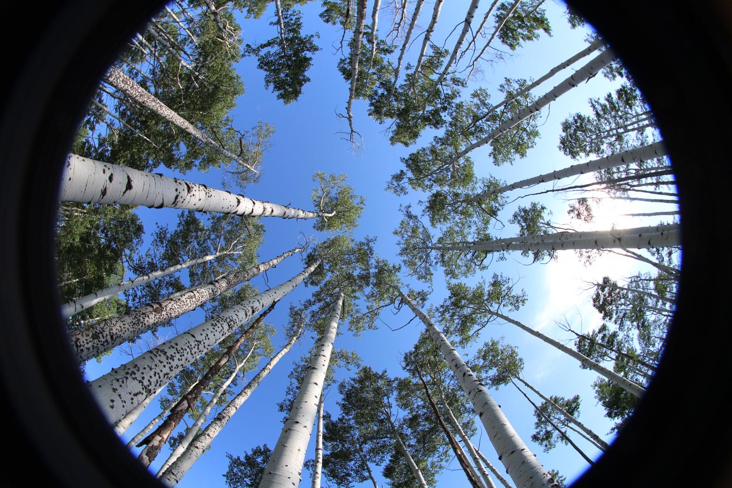Tree Canopy