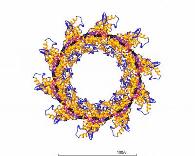 A Window to a Respiratory Virus (2 of 5)