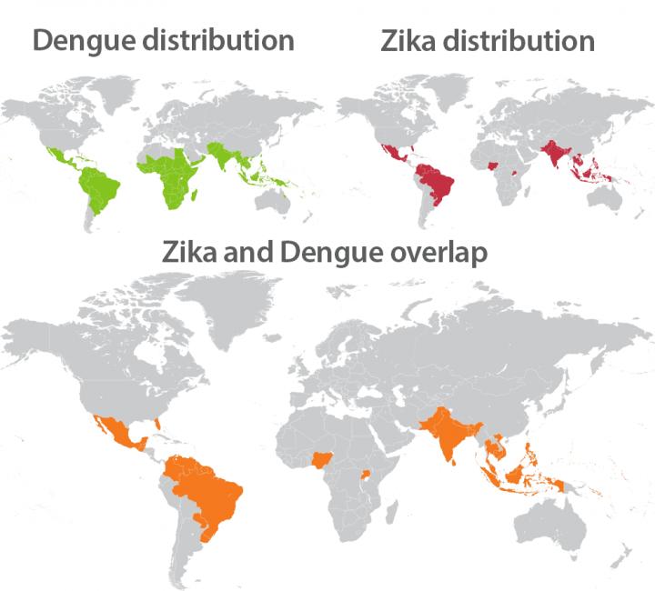 Zika and Dengue Overlap