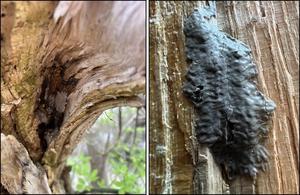 egg mass