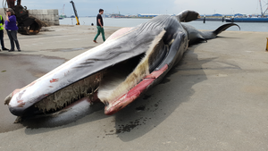 A bow caught fin whale showing the baleen on the upper jaw.