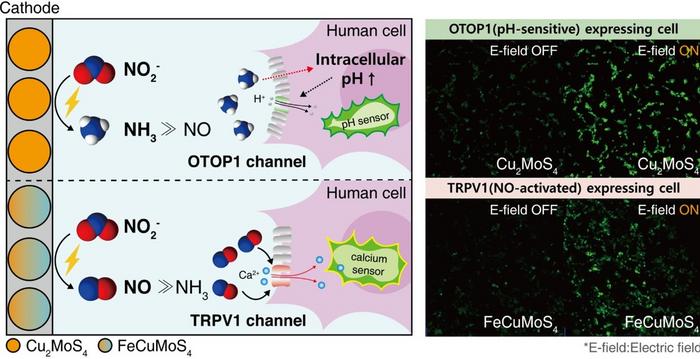 KAIST Develops Bioelectrosynthesis Platform for Switch-Like Precision Control of Cell Signaling​